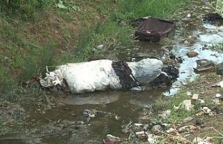 Arnavutköy’de haşere yuvasına dönen dere mahalleliyi...