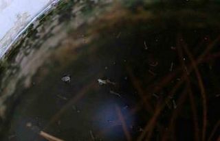 Artan sivrisinek popülasyonu hastanelere başvuruları...