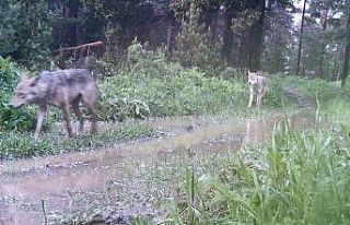 Artvin’de ormanda kurt sürüsü görüntülendi