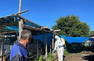 Artvin’de şap hastalığı nedeniyle 4 ilçede...