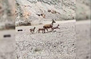Artvin’de yaban keçisi ve yavruları yeni yapılacak...