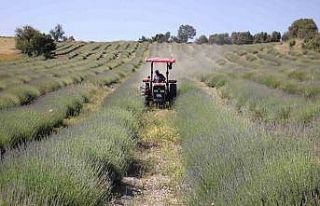 Aşırı yağışlar lavanta üretimini olumsuz etkiledi