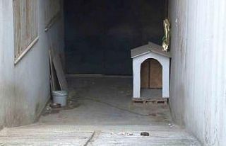 Ataşehir’de köpeğin saldırdığı kadın ağır...