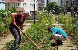 AtaTohum’da yazlık fideler toprakla buluştu