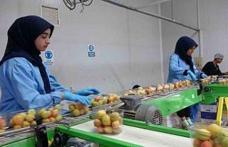 Avrupa’nın yaş kayısısı Malatya’dan