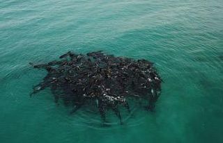 Avusturalya’da 51 pilot balina kıyıya vurdu