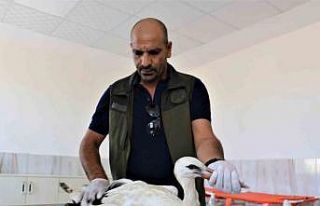 Ayağı ampute olan leylek tedavi altına alındı