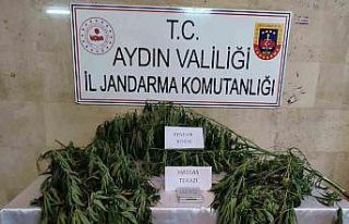 Aydın’da uyuşturucu operasyonu: 1 gözaltı
