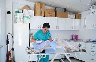 Ayvalık Belediyesi sokaktaki can dostların da yanında