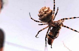 Ayvalık’ta dünyanın en zehirli örümcek türlerinden...