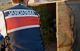 Bahçesine baraka yapıp özel bölmelerde kenevir...