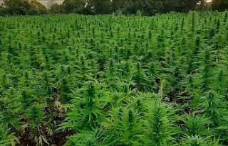 Bakan Yerlikaya 16 milyon kök kenevir bitkisi ele...