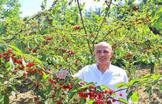 Başkan Söğüt: "Kiraz yetiştiricilerine desteğimiz...