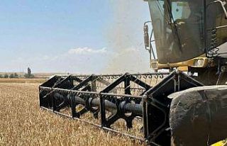 Başkent’te arpa hasadı başladı