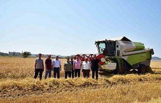BAÜN’de hububat hasadı yapıldı