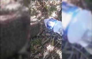 Belediye işçisi sıcaktan bunalan kirpiye elleriyle...