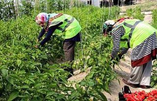 Belediye seralarında yetiştirilen sebze ve meyveler...