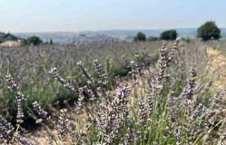 Beykoz’da 162 dönüm lavanta bahçesi