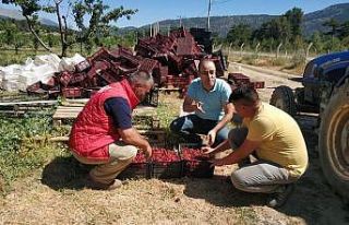 Beyşehir’de kiraz bahçelerinde hasat başladı