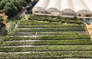 Bilecik Belediyesi Sera Alanı’nda bitki üretimine...