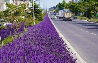 Bilecik orta refüjünü süsleyen lavantalar çiçek...