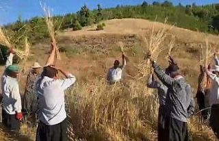 Bin rakımda bereket dualı geleneksel hasat