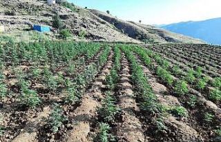 Bingöl’de 12 tarlada uyuşturucu operasyonu