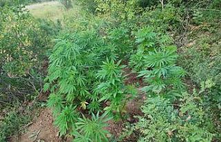 Bingöl’de 138 kök kenevir bitkisi ele geçirildi