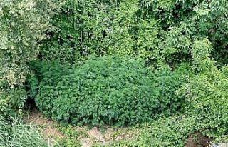 Bingöl’de 2 bin 885 kök kenevir ele geçirildi