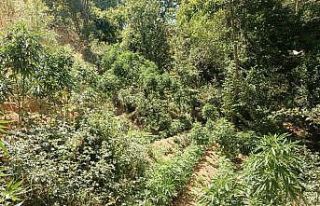 Bingöl’de 3 bin 591 kök kenevir ele geçirildi