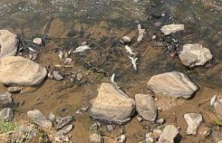 Bingöl’de balık ölümleri tedirgin etti