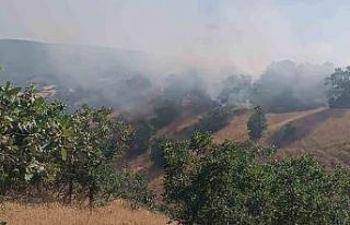 Bingöl’de çıkan orman yangını kısa sürede...