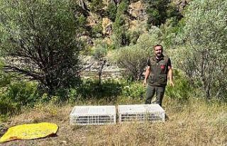 Bingöl’de doğaya 850 kınalı keklik salındı