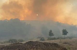 Bingöl’de iki köyde çıkan orman yangını söndürüldü