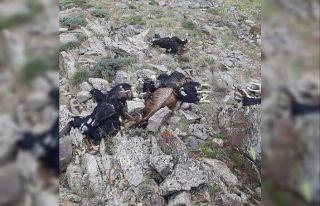 Bingöl’de keçi sürüsüne yıldırım düştü:...