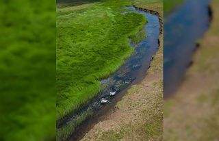 Bingöl’de koruma altındaki turnalar görüntülendi