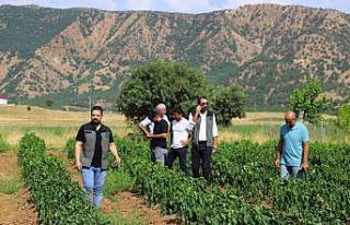 Bingöl’de sebze fideleri ile silajlık mısırlar...