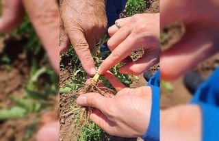 Bingöl’deki sebze ekili alanlar kontrol ediliyor