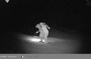 Binlerce arı telef oldu, gerçek güvenlik kamerası...