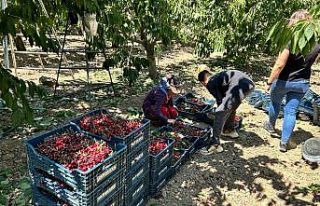 Birçok ülkeye ihraç edilen Mihalıççık kirazında...