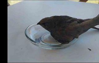 Bitkin düşen ebabil kuşu tedavi altına alındı