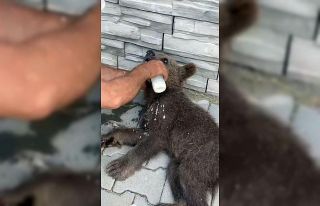 Bitkin halde buldukları yavru ayıyı biberonla beslediler