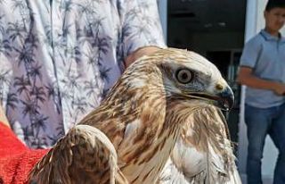 Bitkin halde bulunan kızıl şahin tedavi altına...