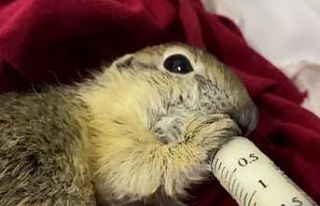 Bitkin halde bulunan yavru Anadolu yer sincabı şırıngayla...