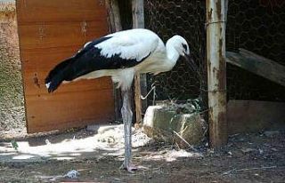 Bitkin halde bulunan yavru leylek tedavi altına alındı