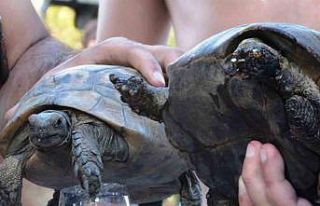 Bodrum’da Ali Kelle Ormanı kül oldu