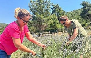 Bodrum’da lavanta hasadı başladı