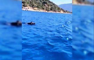 Bodrum’da yüzen domuz görenleri şaşırttı