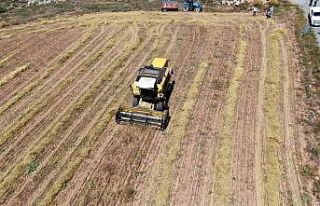 Bolu’da biçim ve balya yapımı fiyatları belirlendi