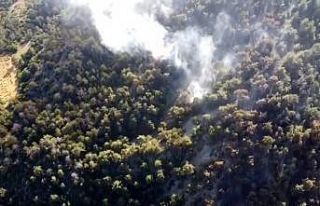 Bolu’da çıkan orman yangınında 5 hektarlık...